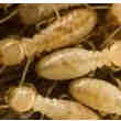 Cherche Couple de Termite