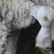 Mouton Atypique à 5 Pattes