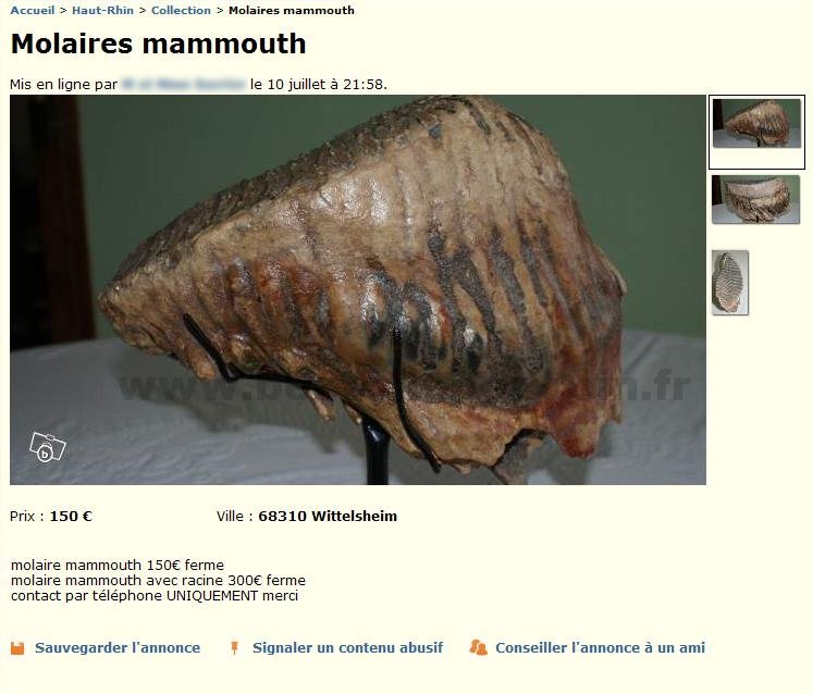 Molaire de Mammouth