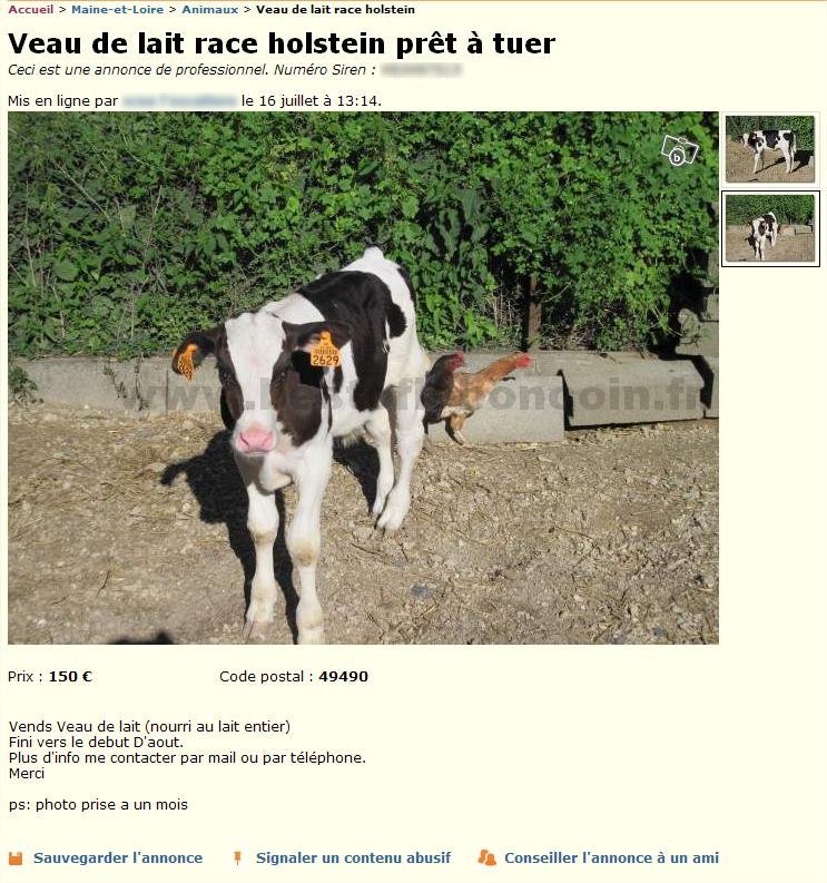 Veau à tuer