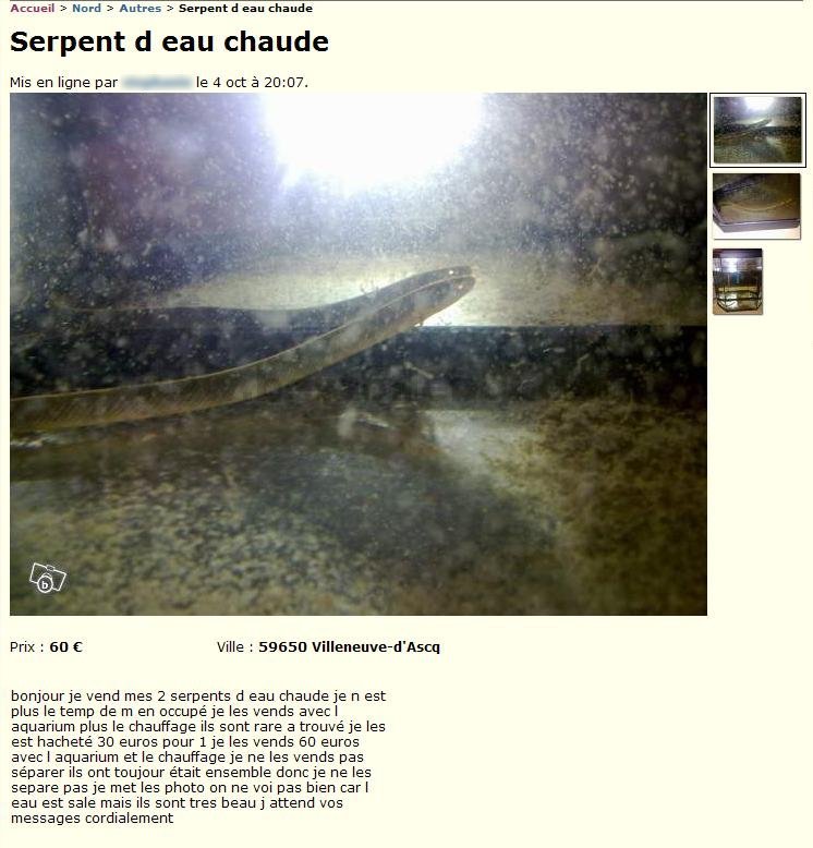 Serpent d'eau chaude