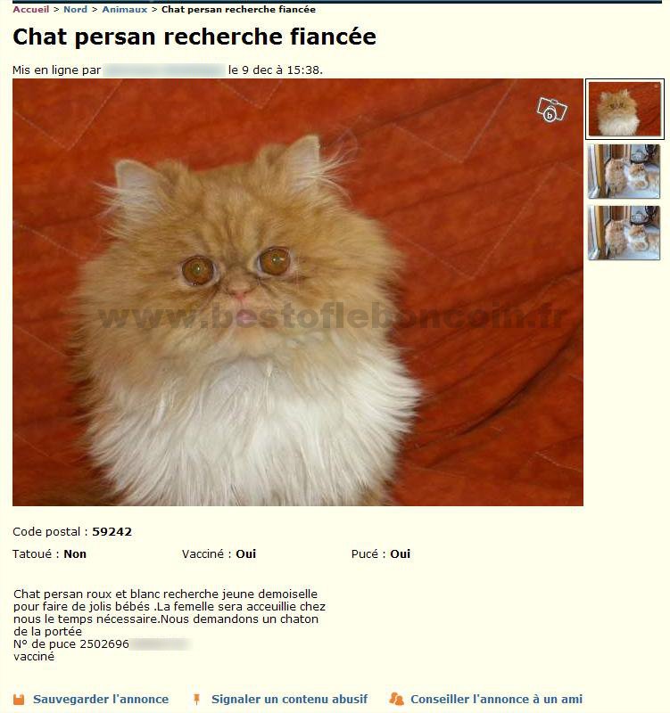 Chat cherche Fiancée