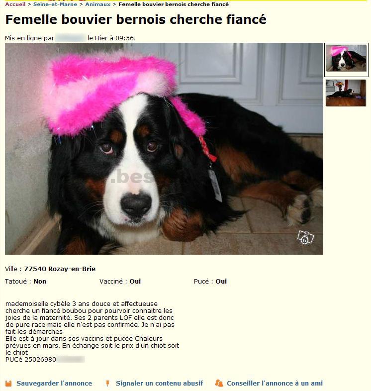 Femelle Bouvier cherche Fiancé