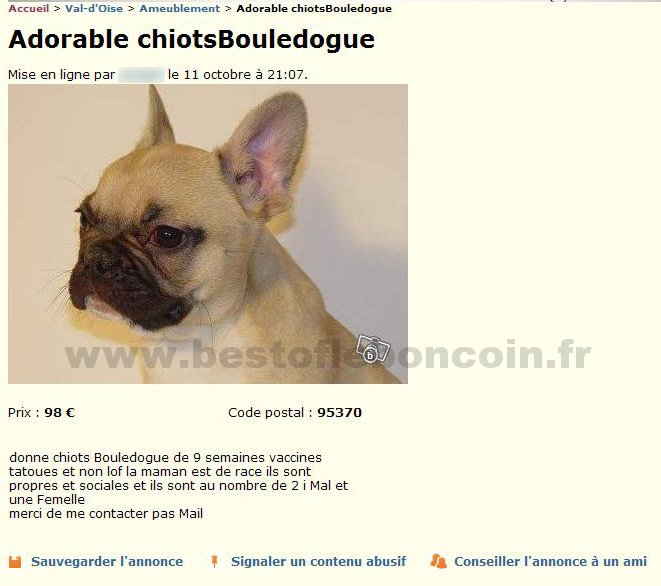 Chiots Bouledogue
