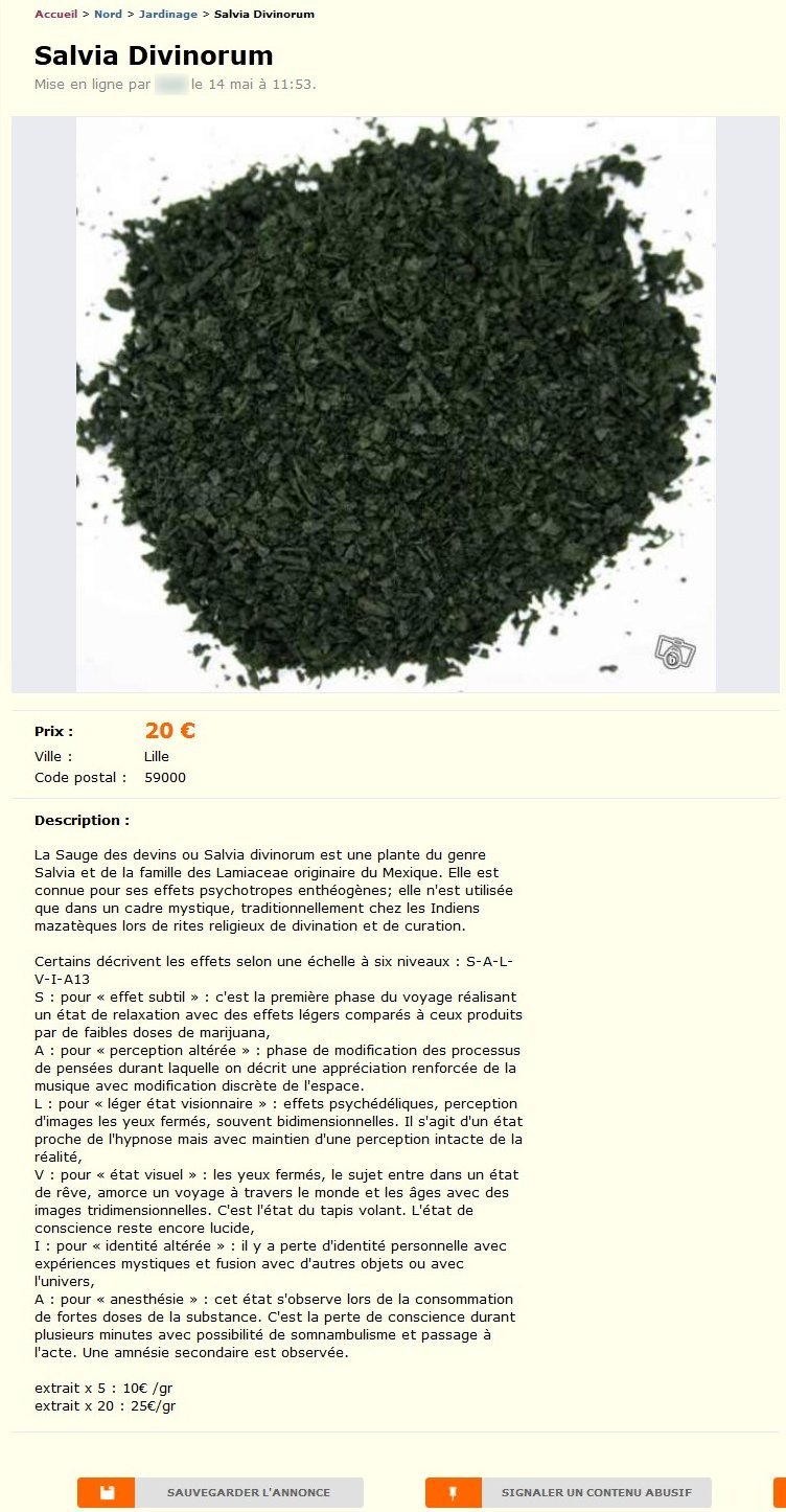 Salvia Divinorum