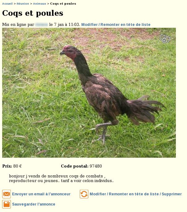 Coqs de combat