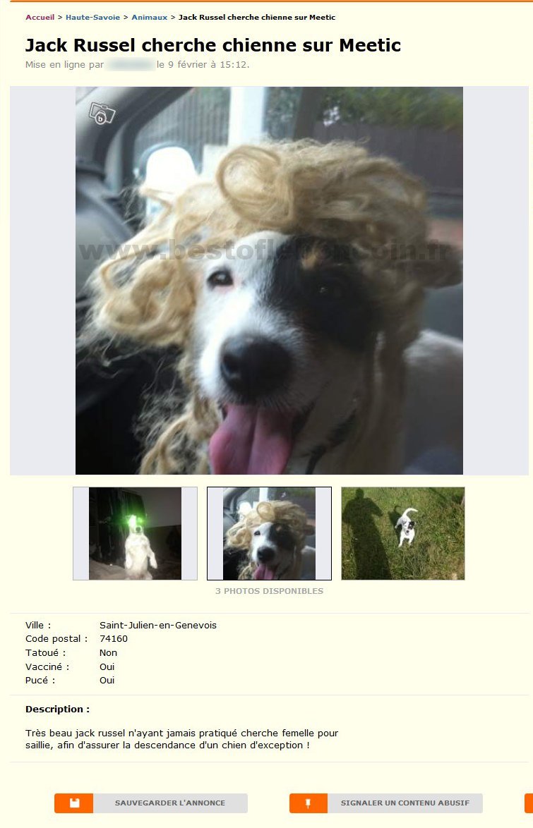 Jack Russel cherche chienne sur Meetic