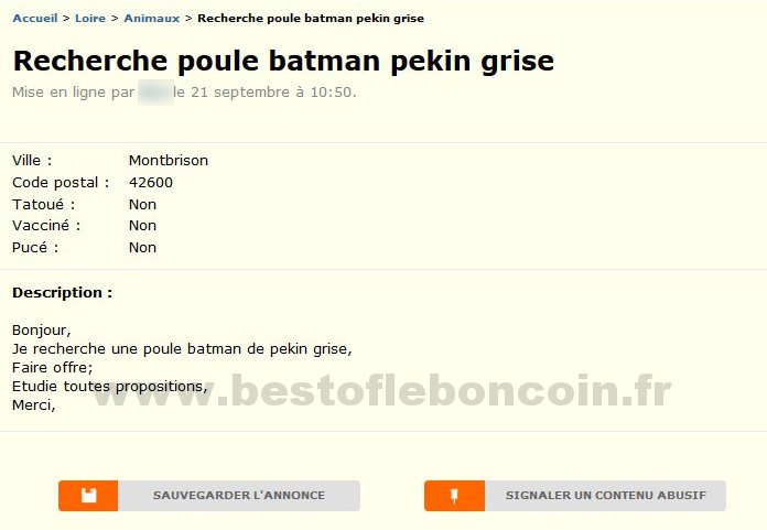 Recherche Poule Batman Pekin Grise