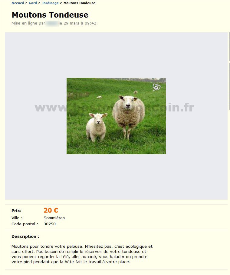 Moutons Tondeuse