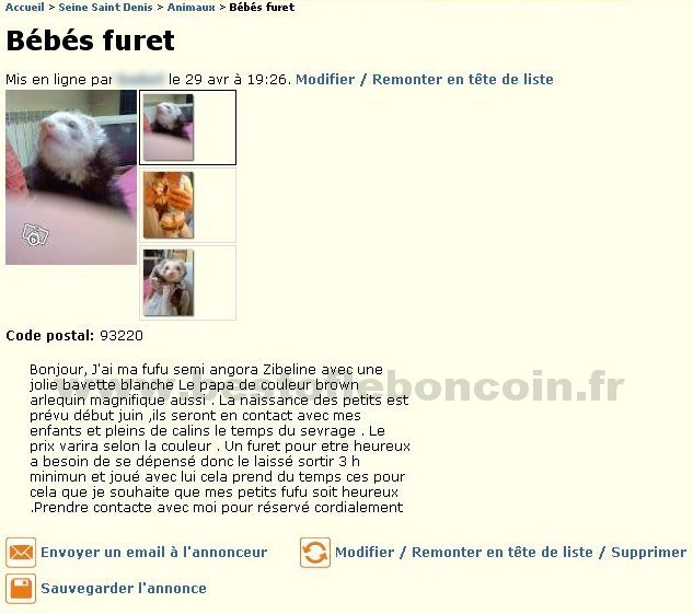 Bébés Furet