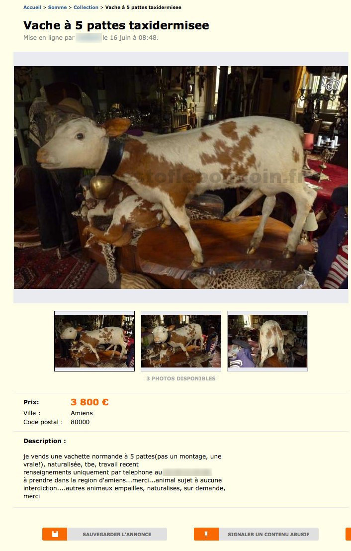 Vache à 5 Pattes Taxidermisee