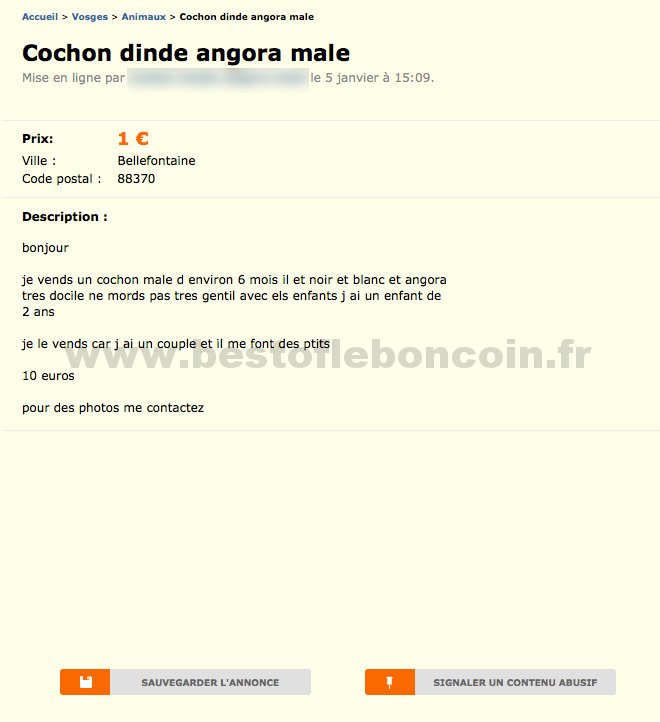 Cochon Dinde Angora Male