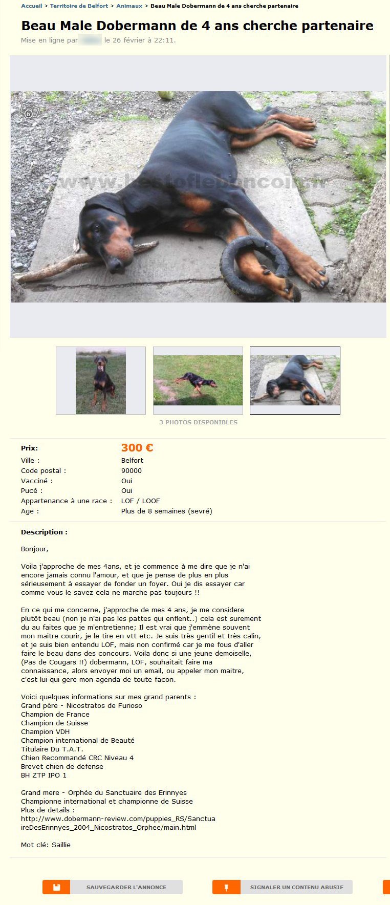 Beau Male Dobermann de 4 ans