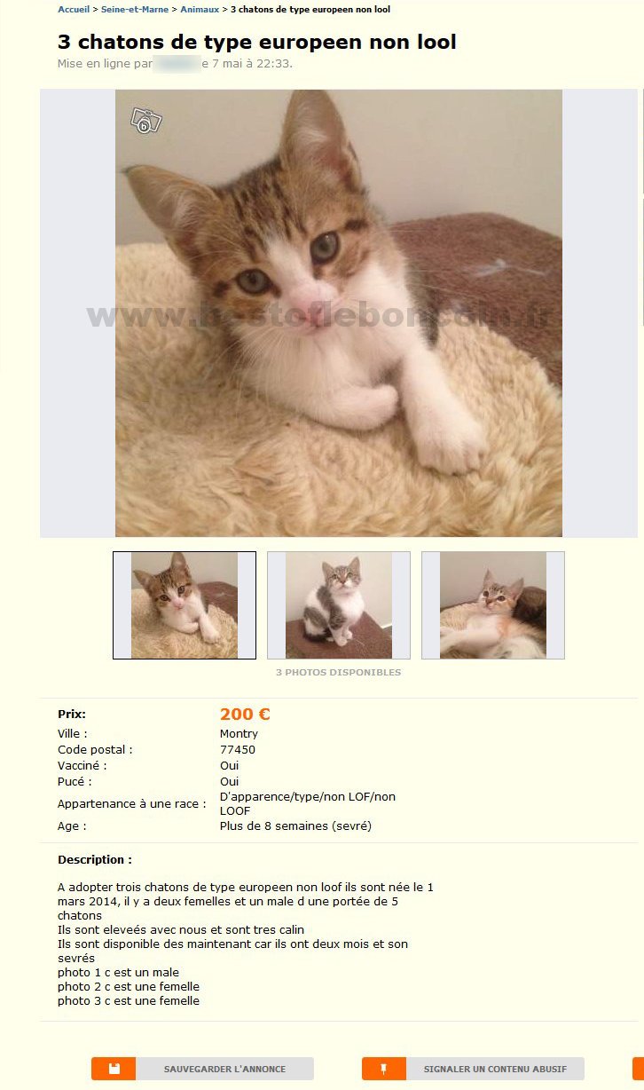 3 Chatons de Type Europeens Non LOOL