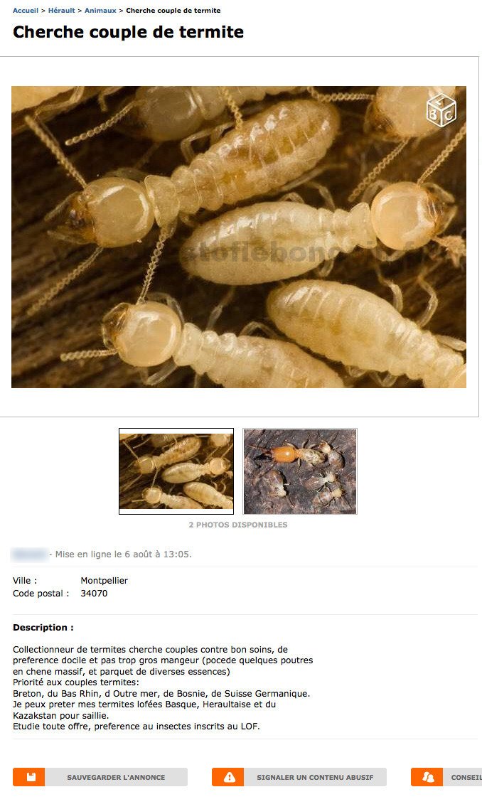 Cherche Couple de Termite