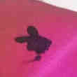 Jh gay sexy Ch Colocatrice transgenre ou femme gay