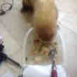 Un beau furet male de 2 ans