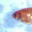 Poisson Rouge