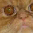 Chat cherche Fiancée
