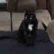Chevrolet (sans le chat)