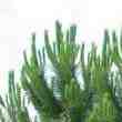 Arbre Offert