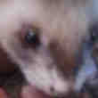 Furet