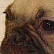 Chiots Bouledogue