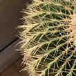 Cactus coussin de belle-mère