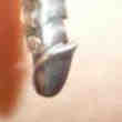 Piercing Nombril