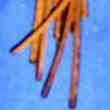 Cherche Martinet