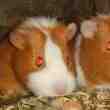 Cochon Dinde