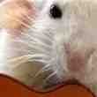 Donne Rat