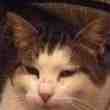 Equipement du Chat Potte
