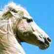 Selle Cheval