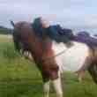 Chevaux