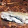 Boa Constrictor Impérial
