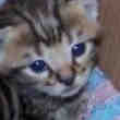 Chatons à Adopter en Aout