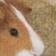 Cochon d'Inde