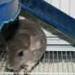 Chienchila