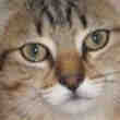 Donne Chaton Male 3 Mois