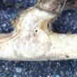 Pattes de Chevreuil