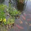 Poison de Bassin