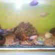 Un Aquayome