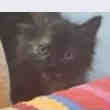 Chatons Nationalistes