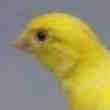 Canari