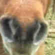 Donne Ponette Contre Bon Soin