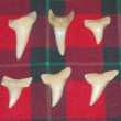 Tuning dent de requins