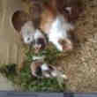 Cochon Dindes