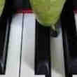 Cours de piano et/ou solfège (professeur diplômé)