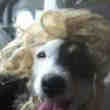 Jack Russel cherche chienne sur Meetic